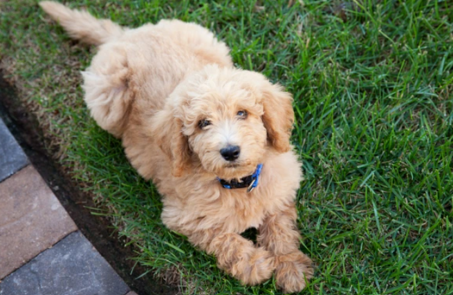 Labradoodle